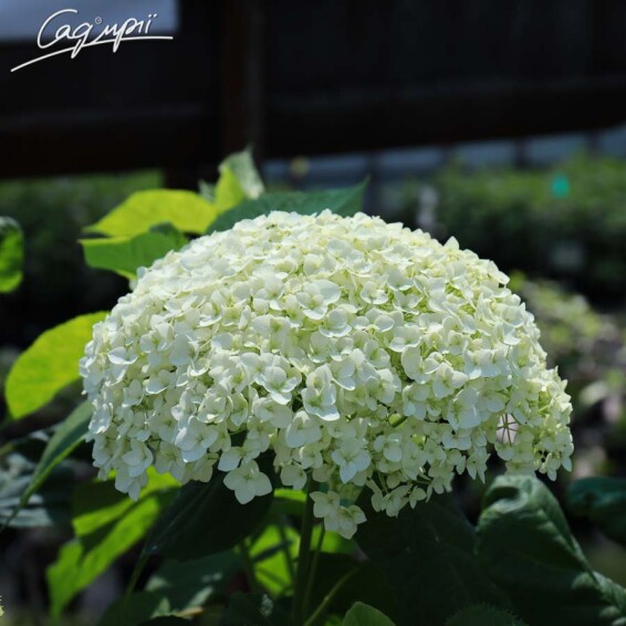 Гортензия древовидная 'Hills of Snow' - 6