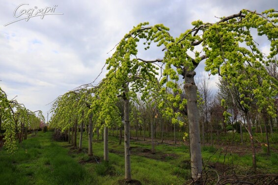 В'яз шорсткий 'Camperdownii' - 4 В'яз шорсткий 'Camperdownii' - 4