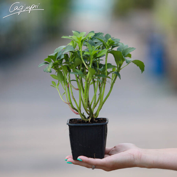 Пахизандра верхушечная #1, p9 - - 3