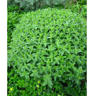 Вероніка колосиста