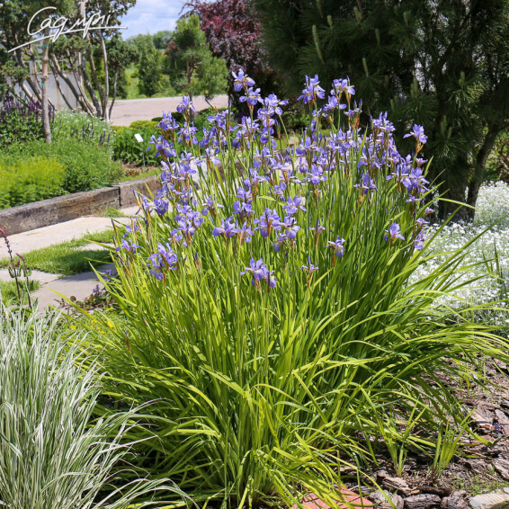 Ірис сибірський 'Blue King' #3, C3 - - 2