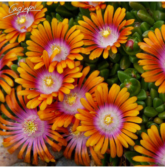 Делосперма 'Fire Spinner'