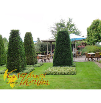 Тис ягідний