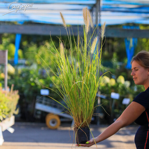Пенісетум волохатий, C1 - - 2 Пенісетум волохатий, C1 - - 2