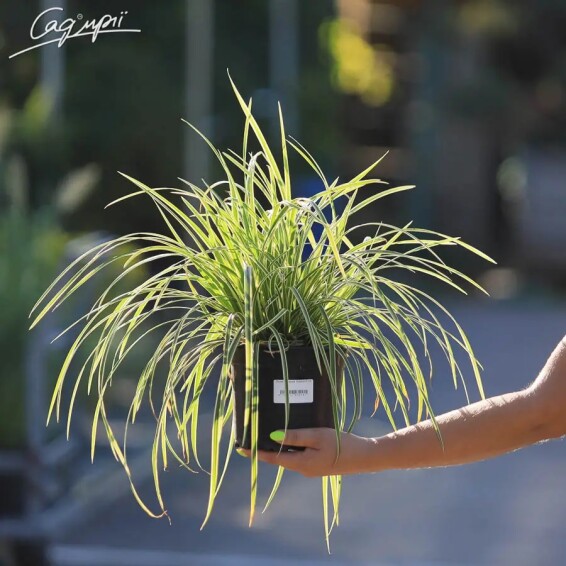 Осока Моррова 'Goldband', Р9 - - 3