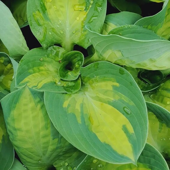 Хоста 'Popcorn' - 4