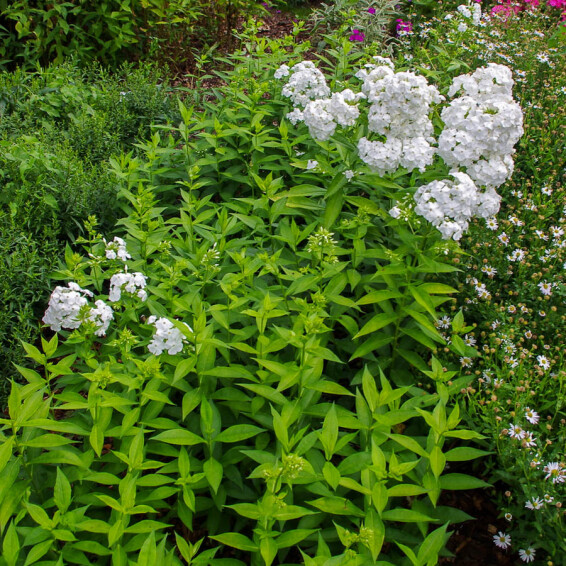 Флокс метельчатый 'David' - 4