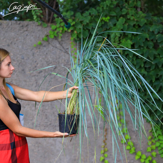 Колосняк песчаный - 2