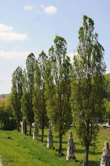 Тополя чорна 'Italica' - 6 Тополя чорна 'Italica' - 6