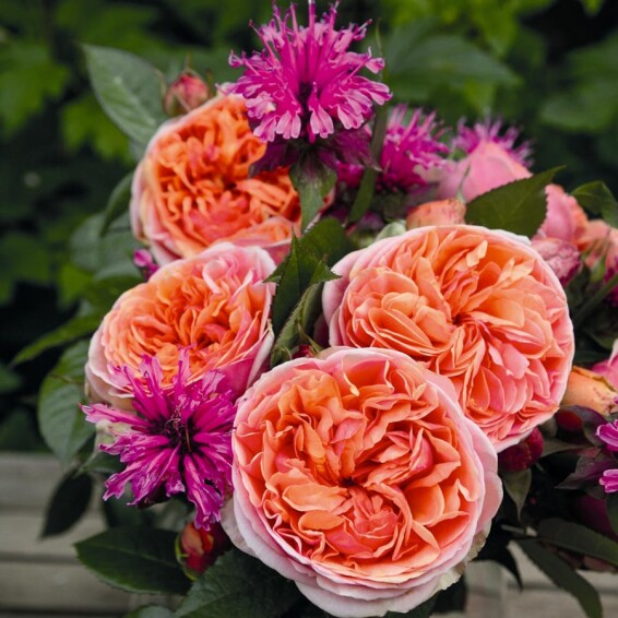 Роза 'Chippendale' - 1