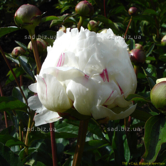 Півонія трав'яниста 'M-me De Verneville' - 2