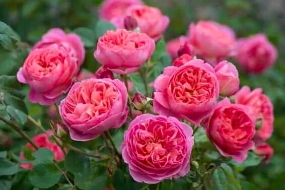 Роза английская 'Benjamin Britten' - 2