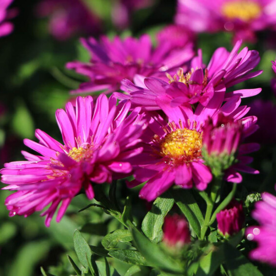 Айстра кущова 'Starlight' - 2