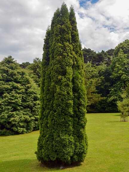 Туя западная 'Holmstrup' - 2