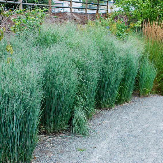 Просо вербовидне 'Heavy Metal', C3 - - 1