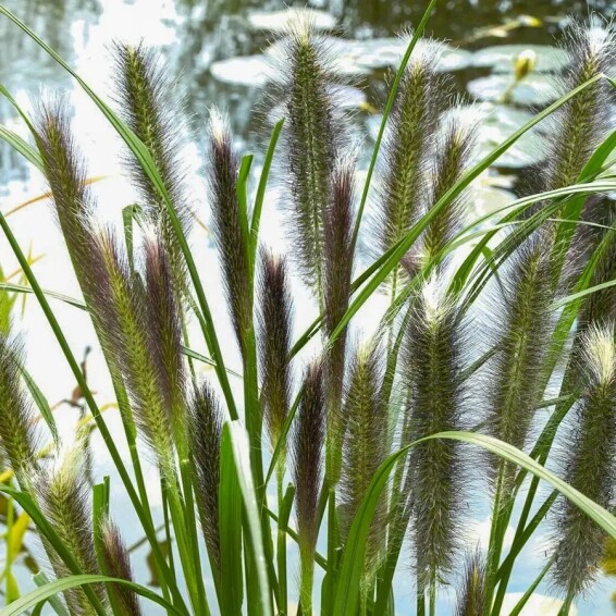 Перистощетинник лисохвостный 'Red head' #1, С1 - - 2