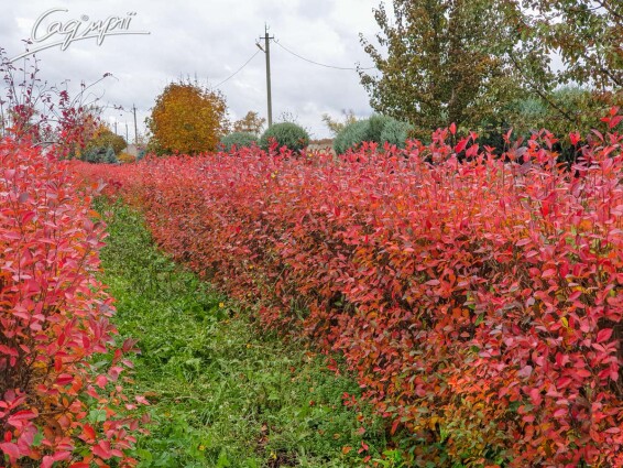 Кизильник блестящий #2, WRB блок живоплоту - 3