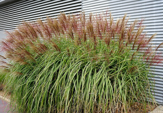 Мискантус китайский 'Red Chief', C3 - - 6