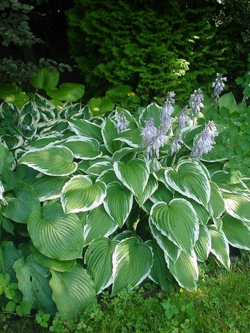 Хоста 'Antioch' - 1