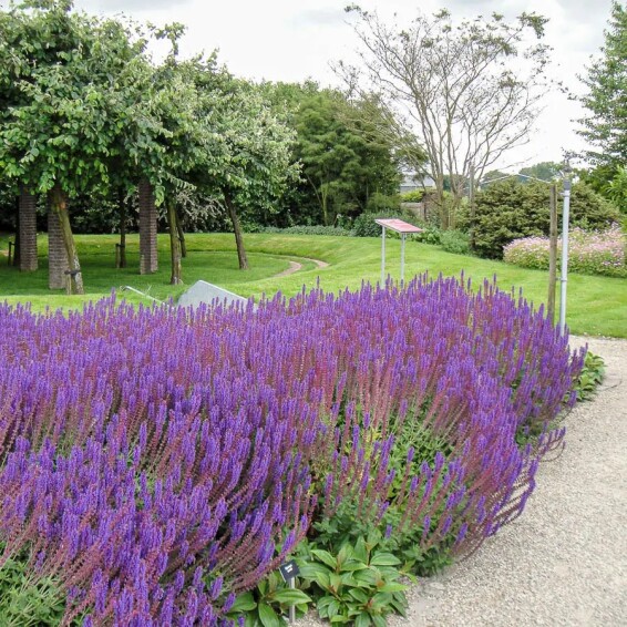 Шавлія лісова 'Caradonna' - 1