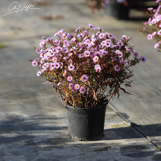 Астра кустарниковая 'Anneke' #1, p9 - - 3