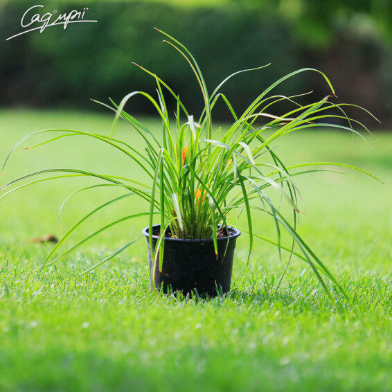 Лилейник 'Stella d'Oro' - 3