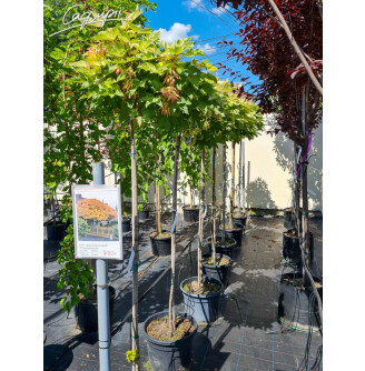 Клен 'Brilliantissimum'