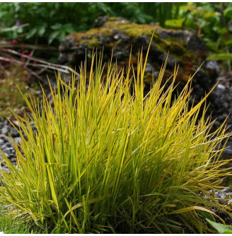 Лисохвіст луговий 'Aureovariegatus'