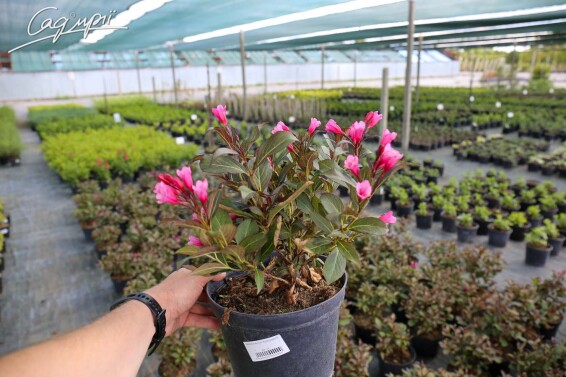 Вейгела квітуча 'Alexandra®' - 3