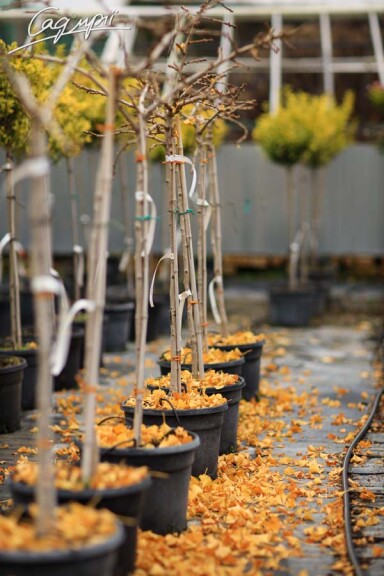 Гинкго билоба - 5