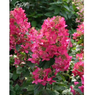 Гортензія волотиста 'Mega Mindy' ®