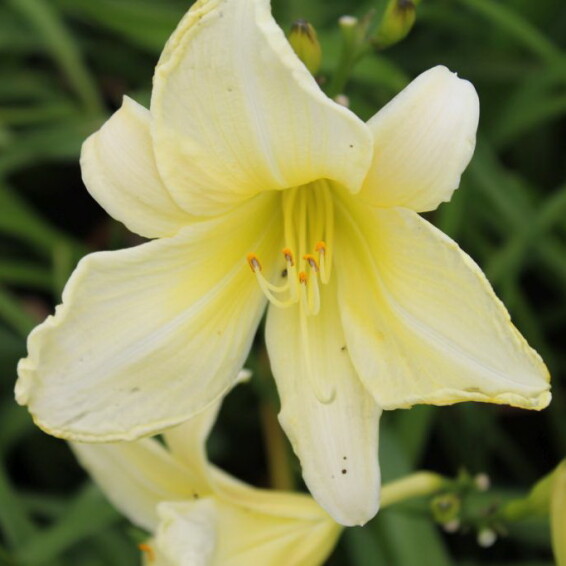 Лілійник 'Moon Madonna' - 1