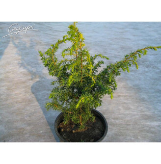 Ялівець звичайний 'Schneverdinger Gold Machangel'