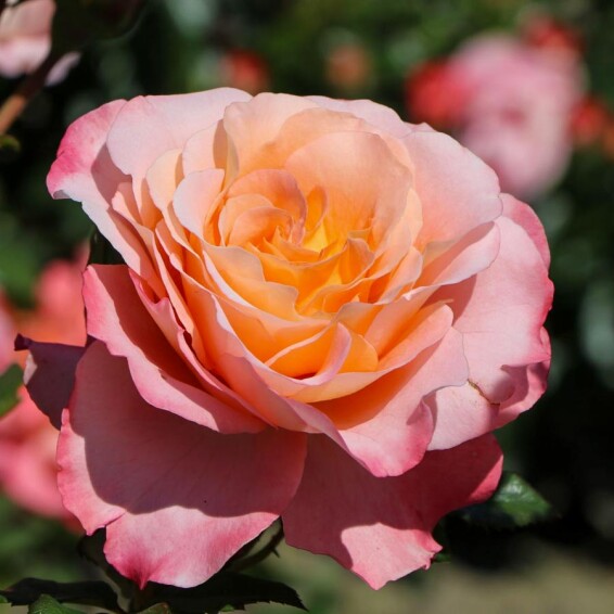 Роза английская парковая 'Augusta Luise' - 1