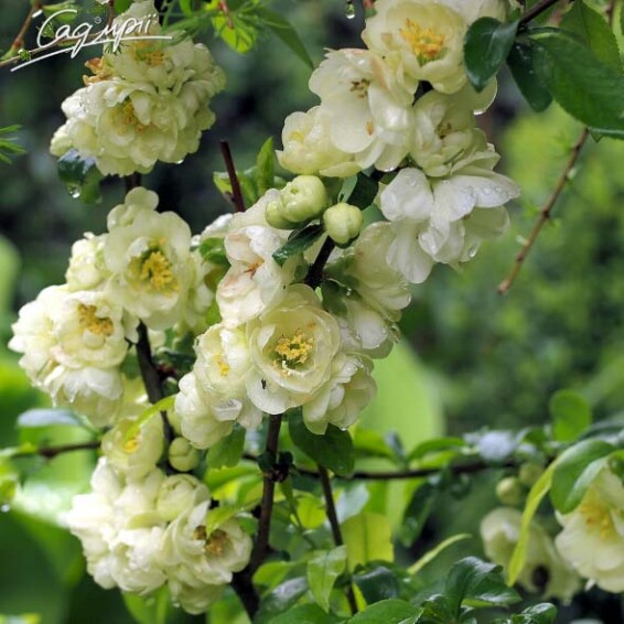 Айва прекрасная (хеномелес) Yukigoten - 1