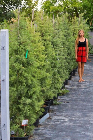 Можжевельник средний 'Pfitzeriana Glauca' #2, С43 - - 6