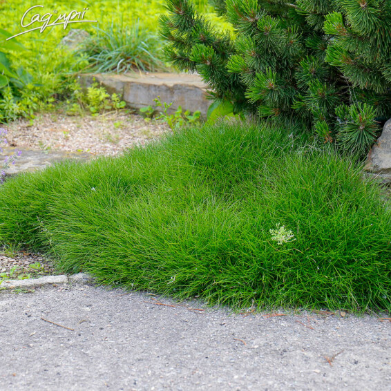 Овсяница метельчатая, p9 - - 1 Овсяница метельчатая, p9 - - 1