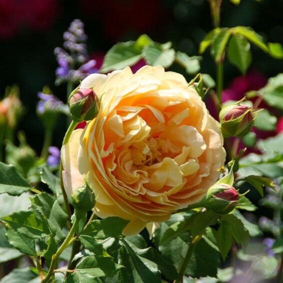 Роза 'Golden Celebration' #1, C7 - - 7