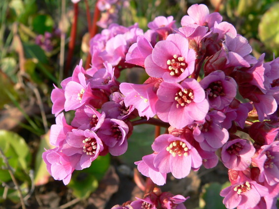 Бадан серцелистий - 1