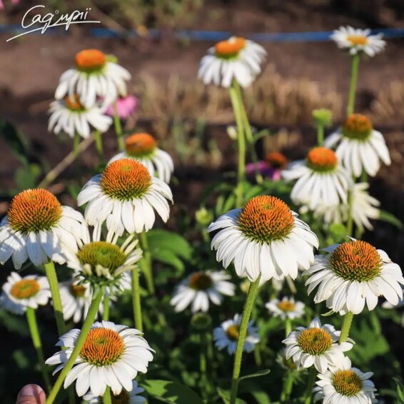 Ехінацея пурпурна 'White Swan' - 6