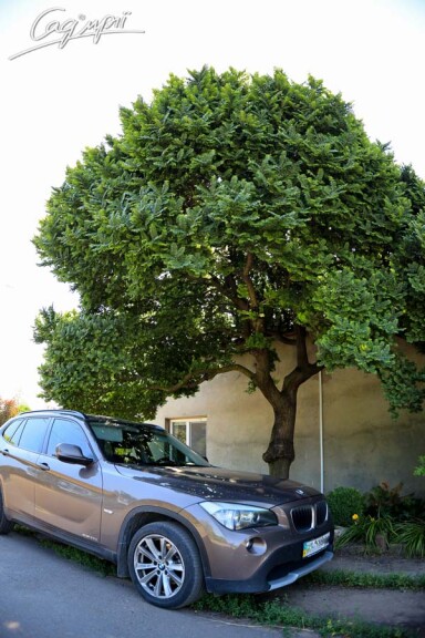 В'яз малий 'Jacqueline Hillier' - 1 В'яз малий 'Jacqueline Hillier' - 1