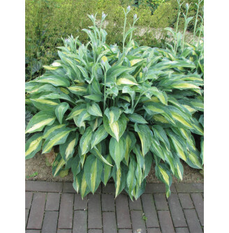 Хоста 'Striptease'