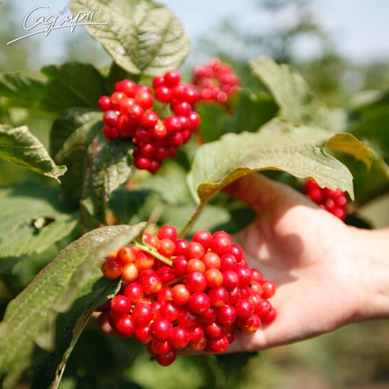 Калина звичайна - 10