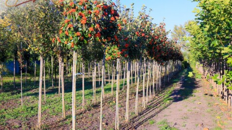Глід Лавалье 'Carrierei' - чудове дерево для міських умов