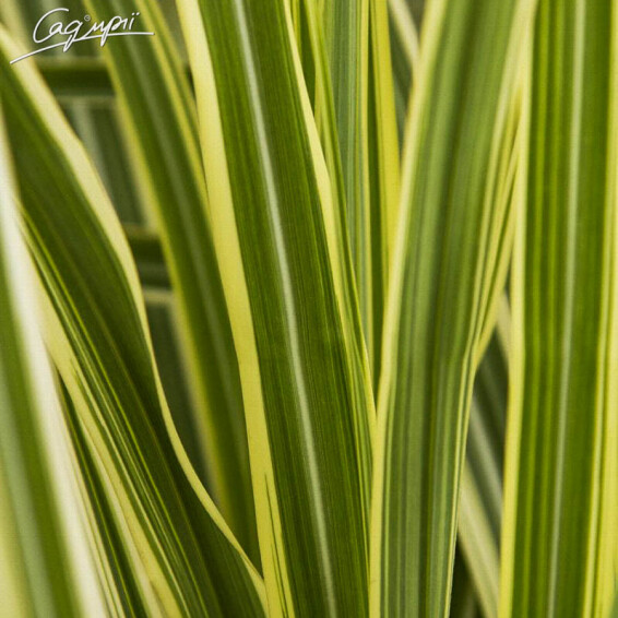 Мискантус китайский 'Variegatus' #1, С3 - - 5 Мискантус китайский 'Variegatus' #1, С3 - - 5