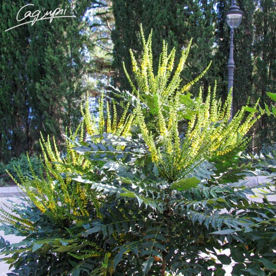 Магония средняя 'Winter Sun' - 6