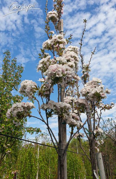 Сакура дрібнозубчаста 'Shirotae' - 2