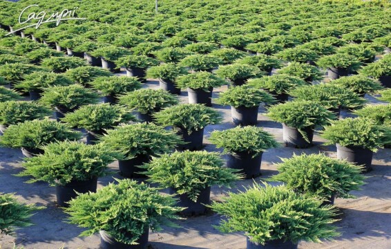 Ялівець горизонтальний 'Prince of Wales' #6, С20 - - 4