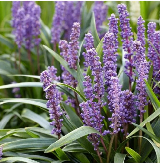 Ліріопе мускарі 'Big Blue'