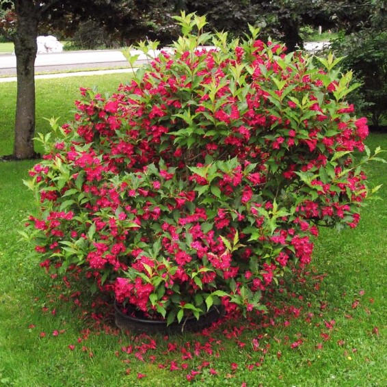 Вейгела 'Red Prince' - 1